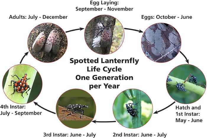 Spotted lanternfly life cycle