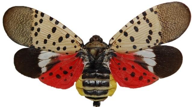Adult Spotted Lanternfly with wings extended