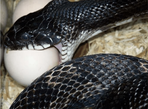 Snake eating egg - predator