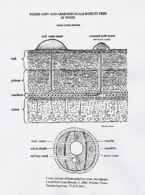 illustration showing a cross section of how soft and hard scales feed on plants