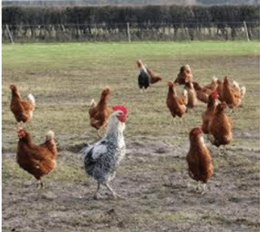 poultry free-range