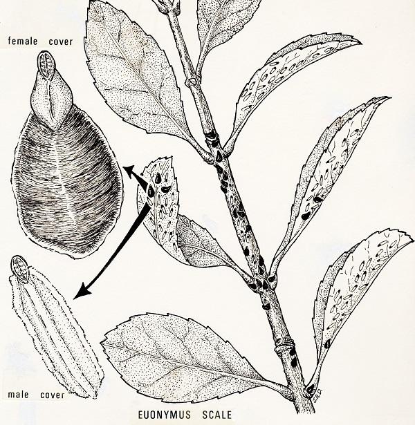 illustration of Euonymus scale male and females on leaves and stems