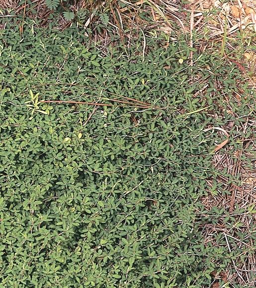 patch of low growing lespedeza