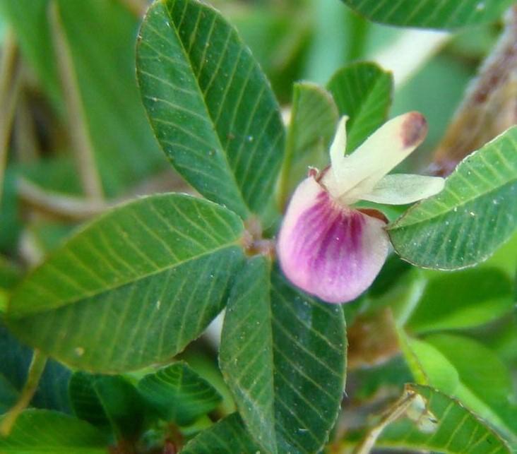 light purple lespedeza flower
