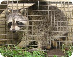 Trapped Raccoon - poultry predator