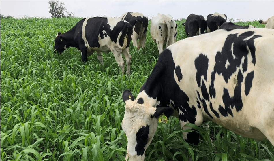 Figure 4. ROT heifers grazing the sundangrass/cowpea mixture in July, 2021