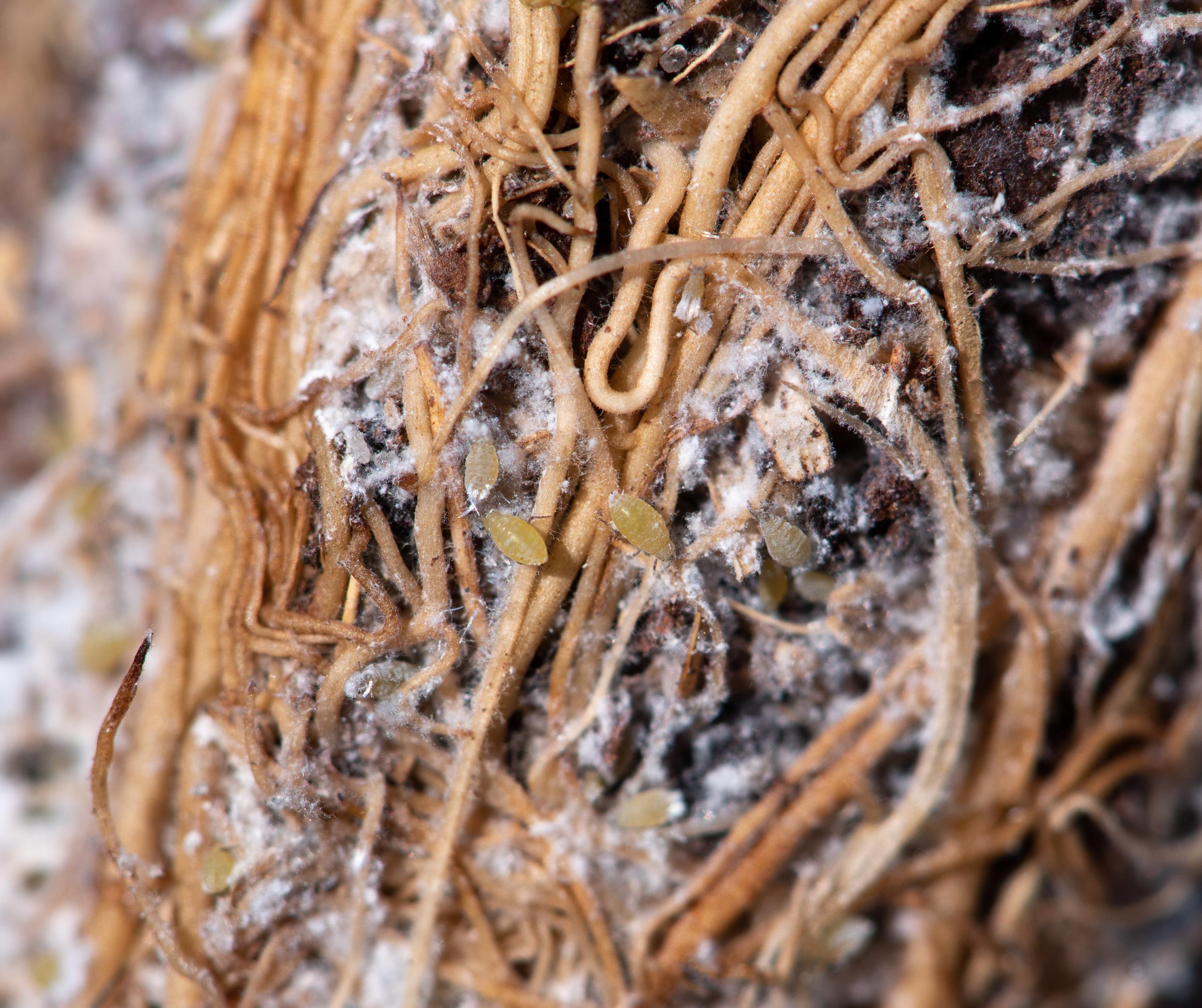 Root aphids on the roots of Bigelowia plant