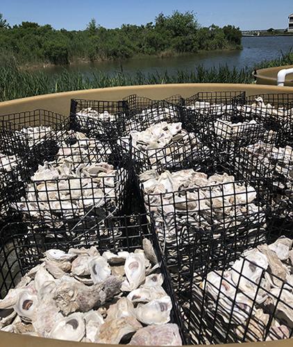 Image of oyster shells in containers placed in a setting tank