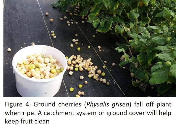 Ground Cherries fall off the plant when ripe. 