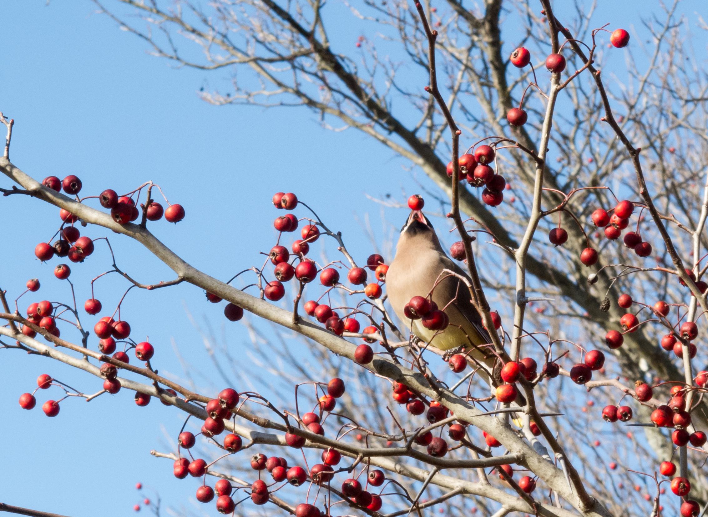cedar waxwing bird eating berries on a hawthorn tree