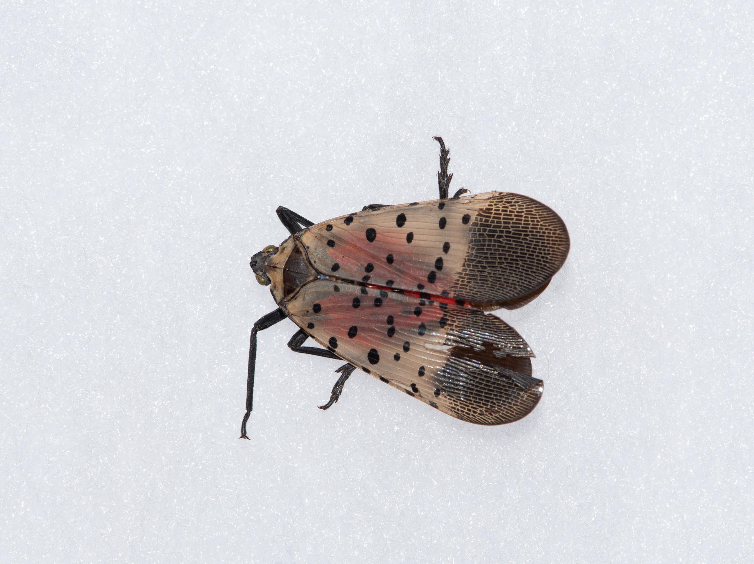 Spotted lanternfly adult-pinned specimen