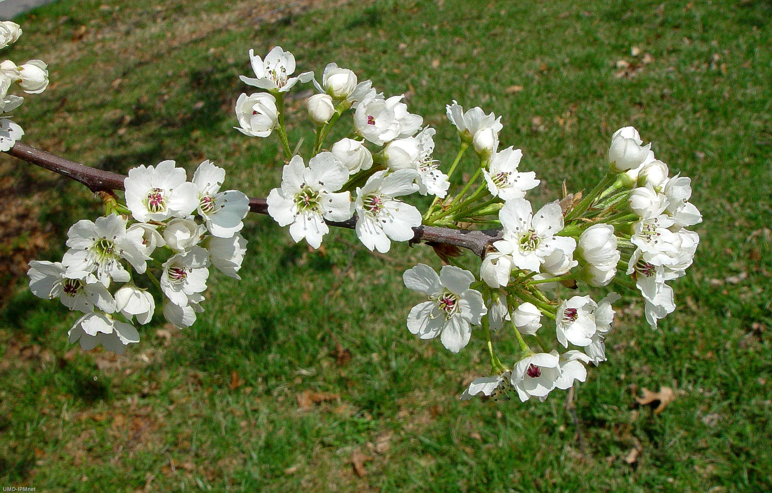 Callery pear tree in bloom
