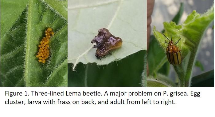 Lema Beetle pests on plant leaves