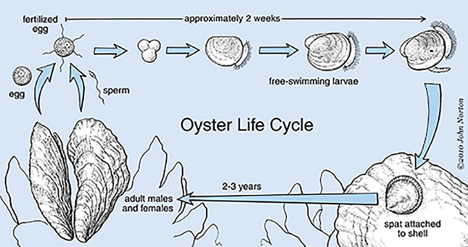 Graphic depicting the life cycle of an oyster