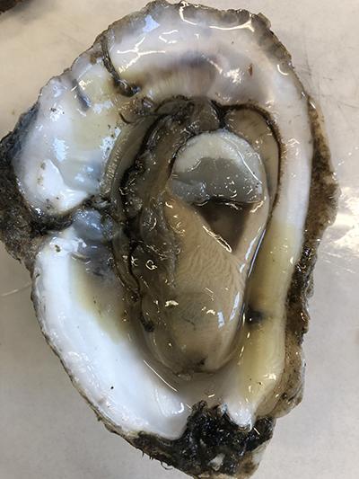 Image of an oyster's gonads