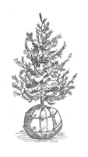 drawing of a balled and burlapped rootball