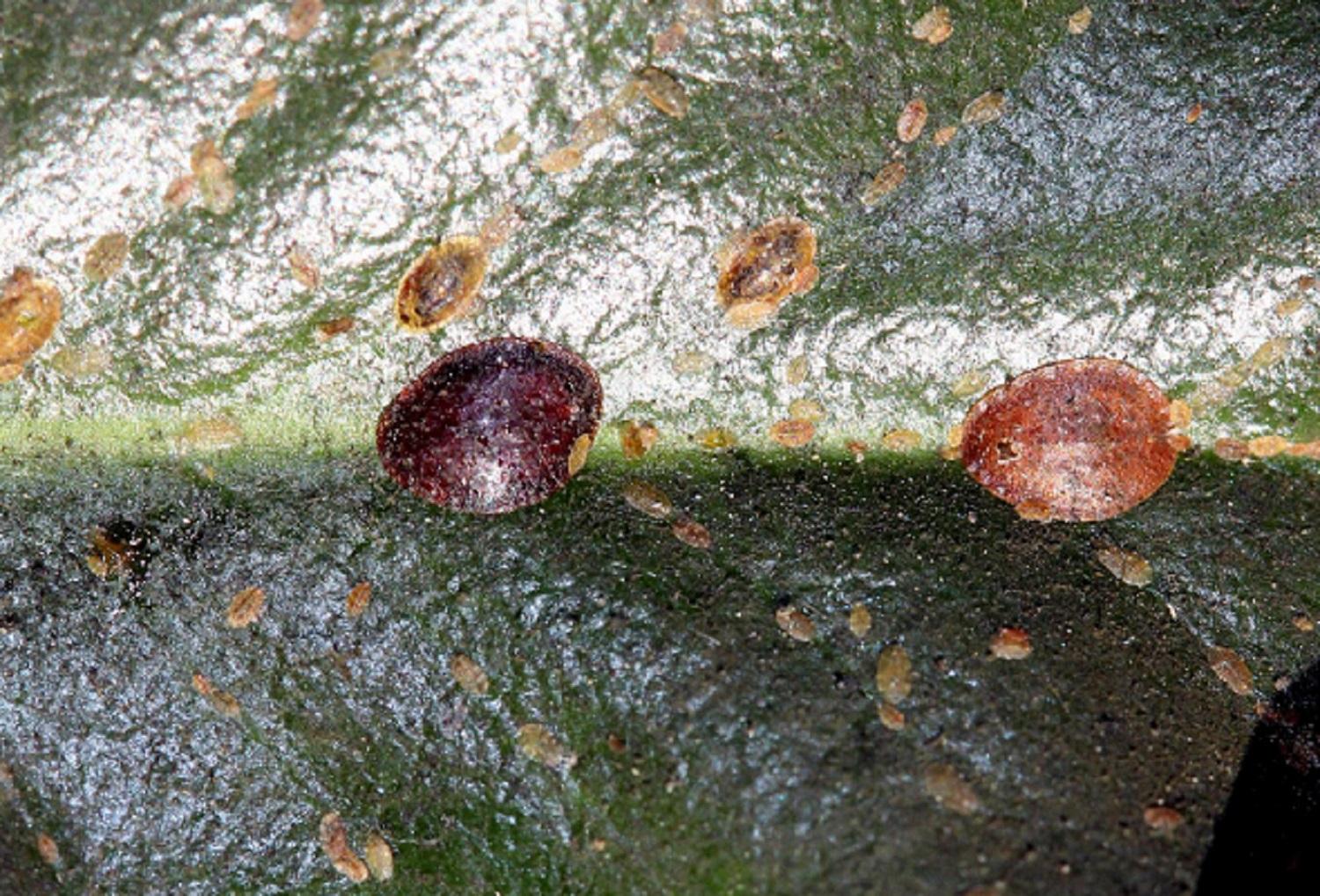close up of brown scale on an indoor plant leaf