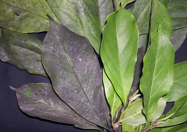 Leaves with and without sooty mold accumulation from magnolia scale feeding 