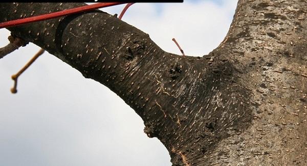 Black sooty mold on honeylocust tree bark