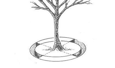 drawing showing a digging pattern for root pruning at base of tree