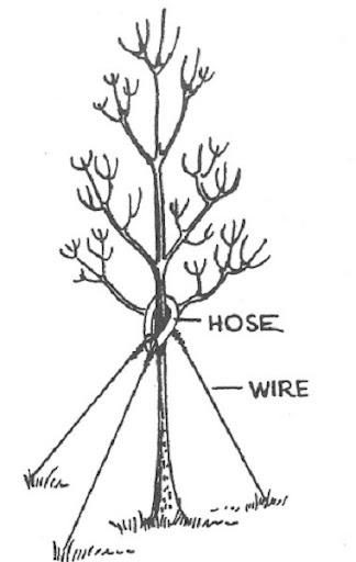 drawing of guying tree support system