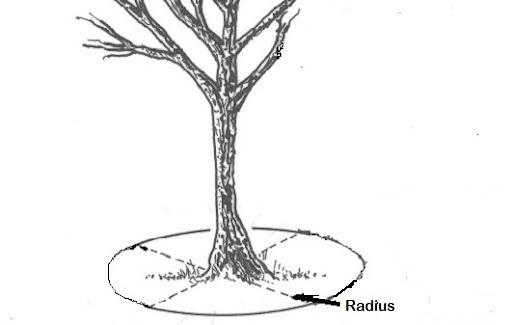 illustration showing radius at base of tree