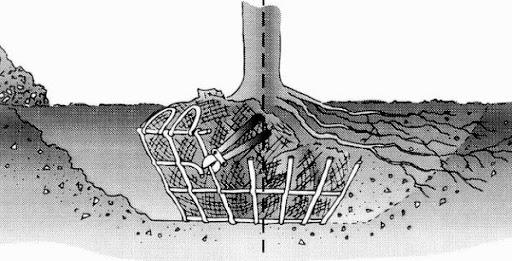 drawing of planted root system encased in a wire basket