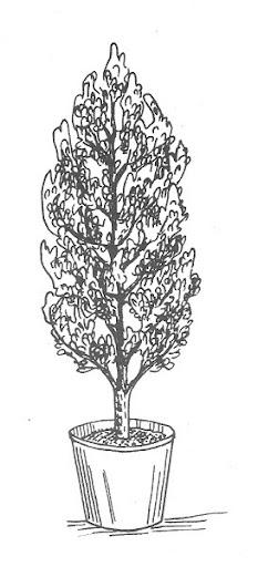 drawing of a container grown tree