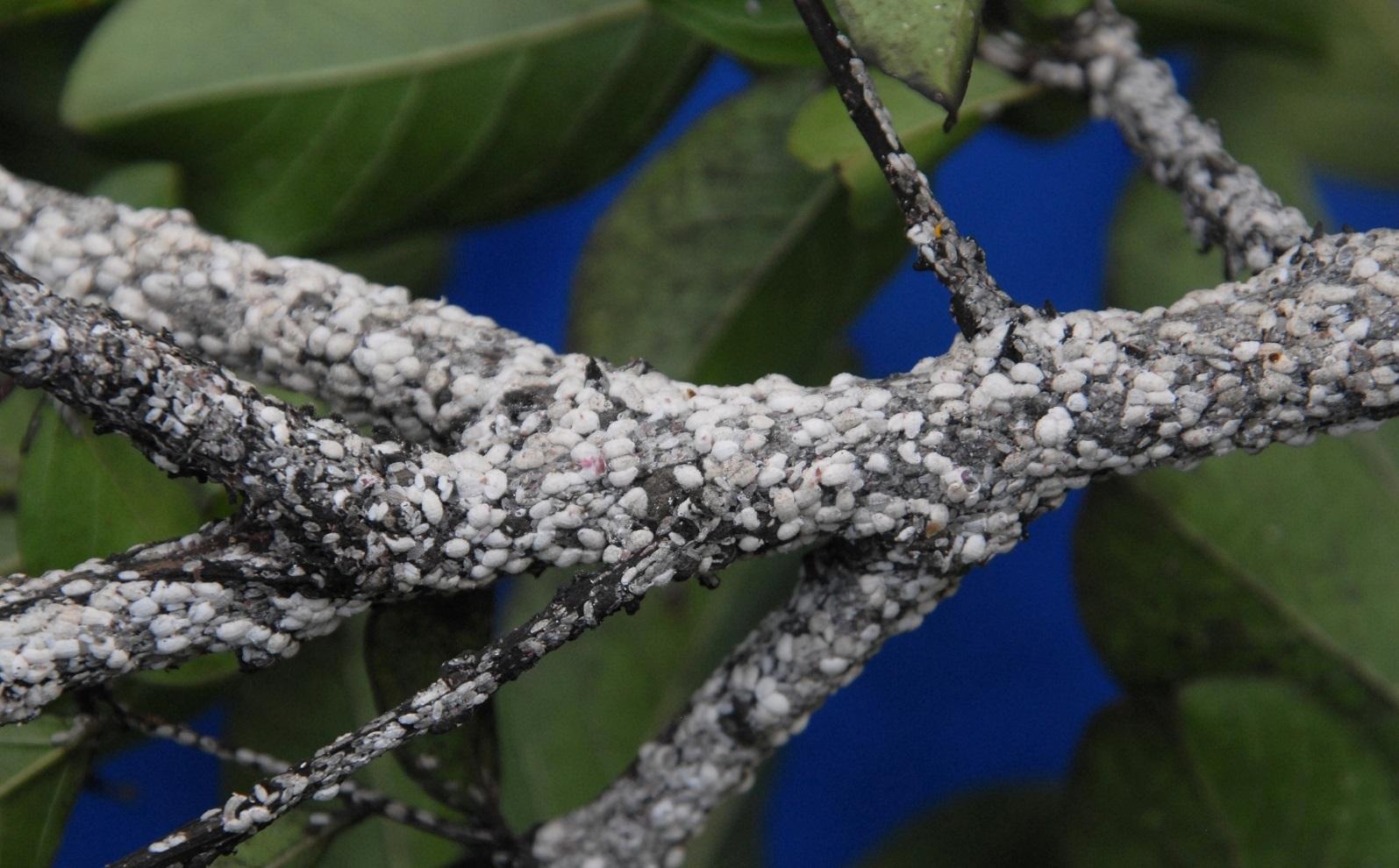a branch covered in crapemyrtle bark scale