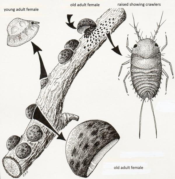 illustration of tuliptree scale life cycle
