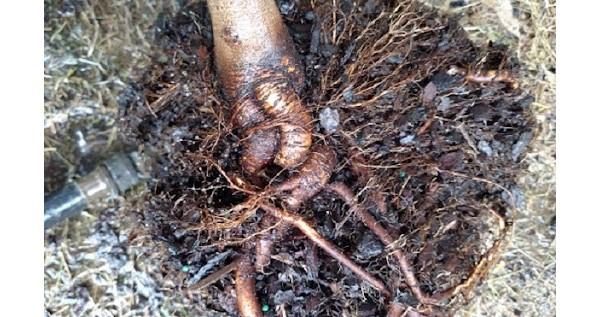 washing off soil to expose the roots of a young tree