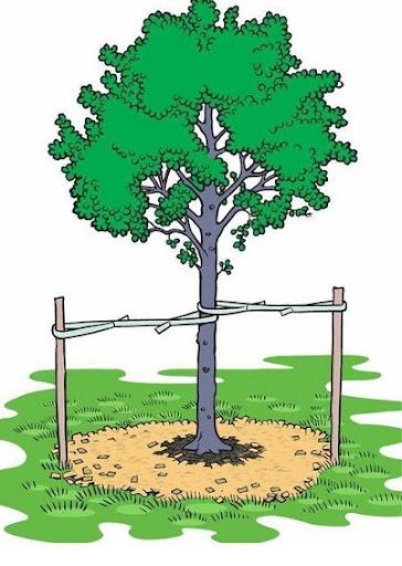 drawing of properly planted and staked tree