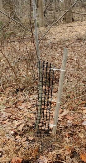plastic mesh tree shelter protecting young tree trunk