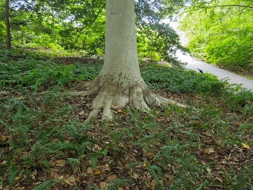 exposed root flare of a mature beech tree