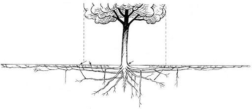 drawing of a tree and what its root system looks like underground