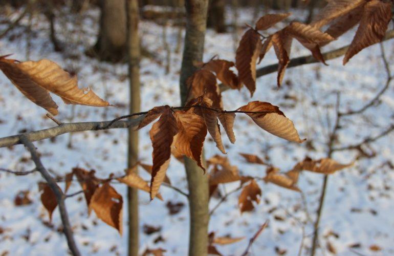 American beech tree in winter. Photo by Pennsylvania Parks & Forests Foundation.
