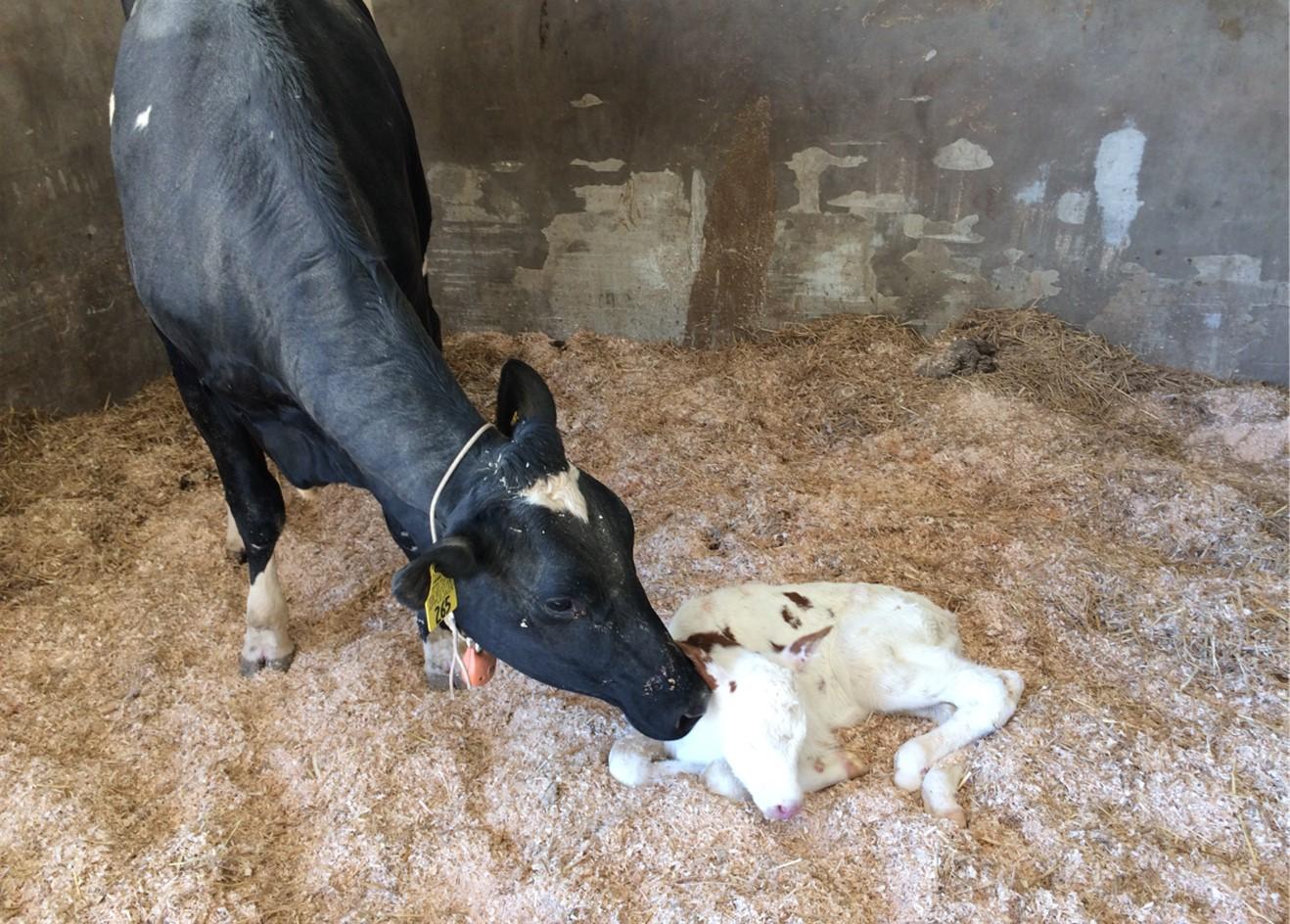 Understanding the Calving Process for Timely Intervention | University of  Maryland Extension
