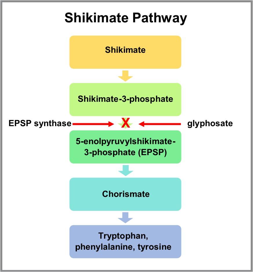 Figure 1. Shikimate Pathway. The Shikimate pathway is important for the production of essential amino acids in plants. Glyphosate disrupts this pathway by competing with the EPSP synthase enzyme, which prevents the production of the amino acids tryptophan, phenylalanine, and tryptophan in plant cells.
