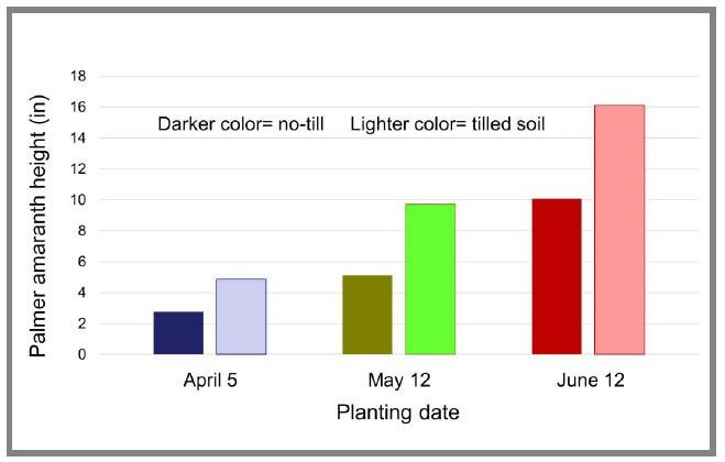 Figure 1. Palmer amaranth height four weeks after emerging in April, May, or June. The later in the season that Palmer amaranth emerges, the faster the plants grow regardless of no-till versus conventional tillage. Source: Unpublished data from University of Delaware in 2019 and 2020.