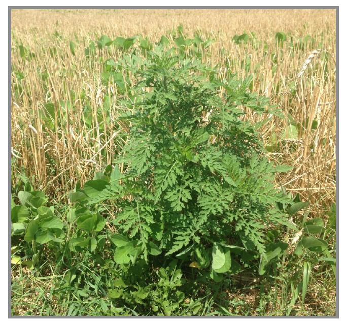 Figure 4. Uncontrolled common ragweed in a soybean field.