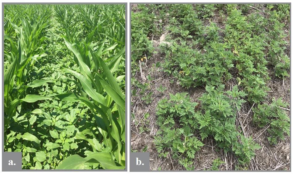 Figure 6. Large Palmer amaranth (a) and common ragweed (b) plants can form dense, overlapping canopies, which reduce spray coverage.