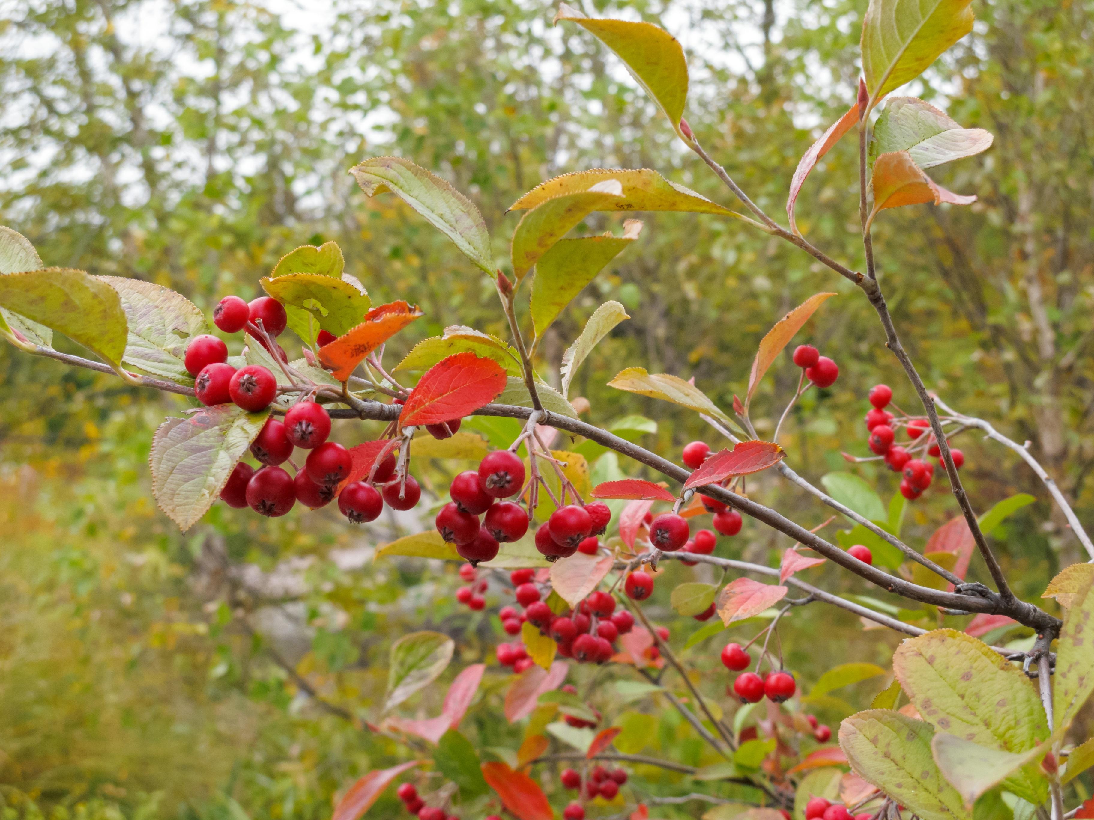 red chokeberry birds