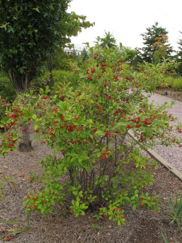 growth habit of native red chokeberry shrub