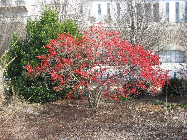 a shrub called winterberry holly has red berries visible in winter