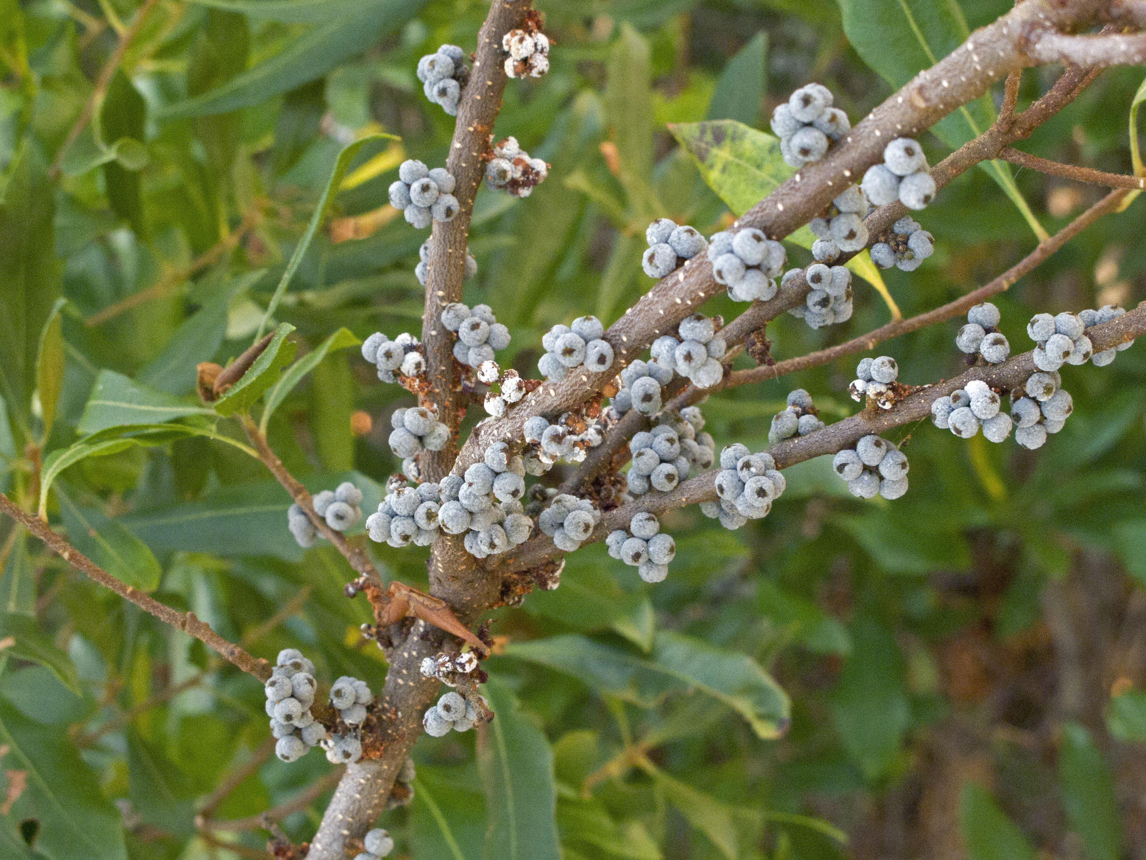 gray berries on female bayberry plant