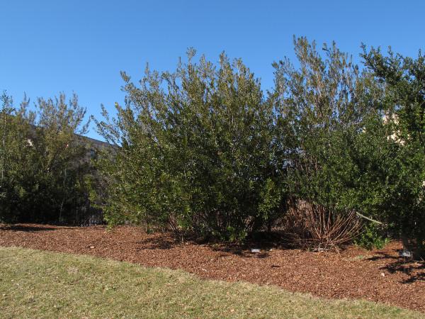 northern bayberry shrub growth habit