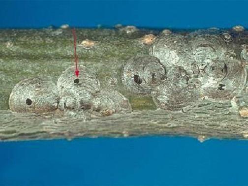 parasitized scale holes