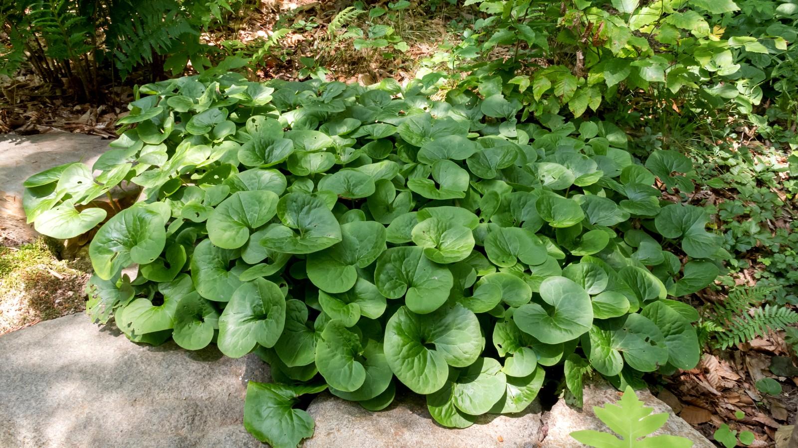 wild ginger | university of maryland extension