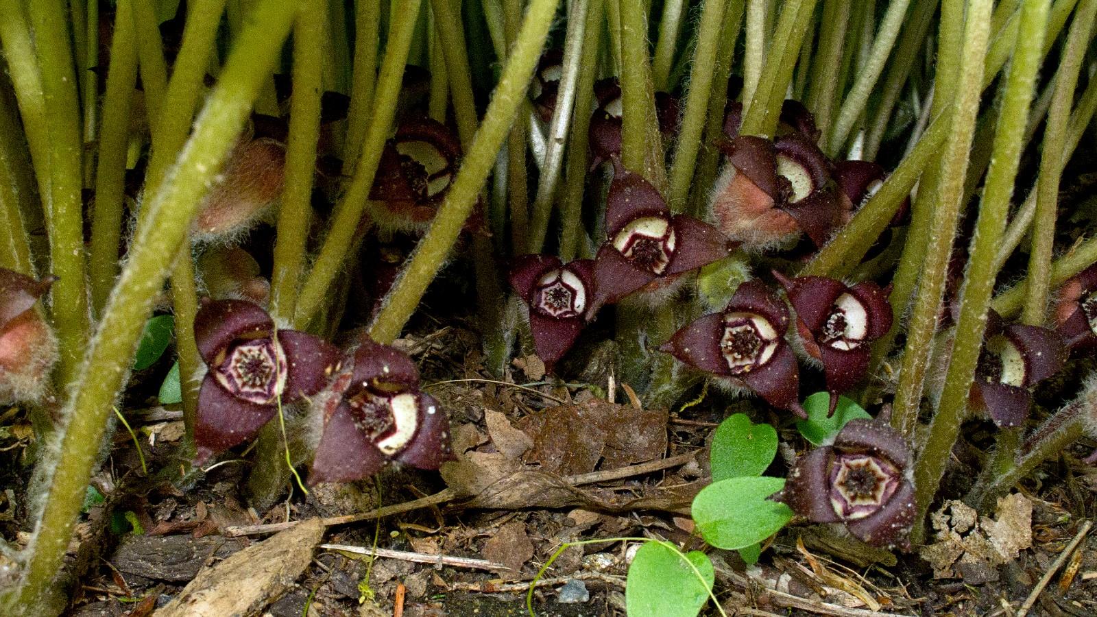 flowers of Canadian ginger