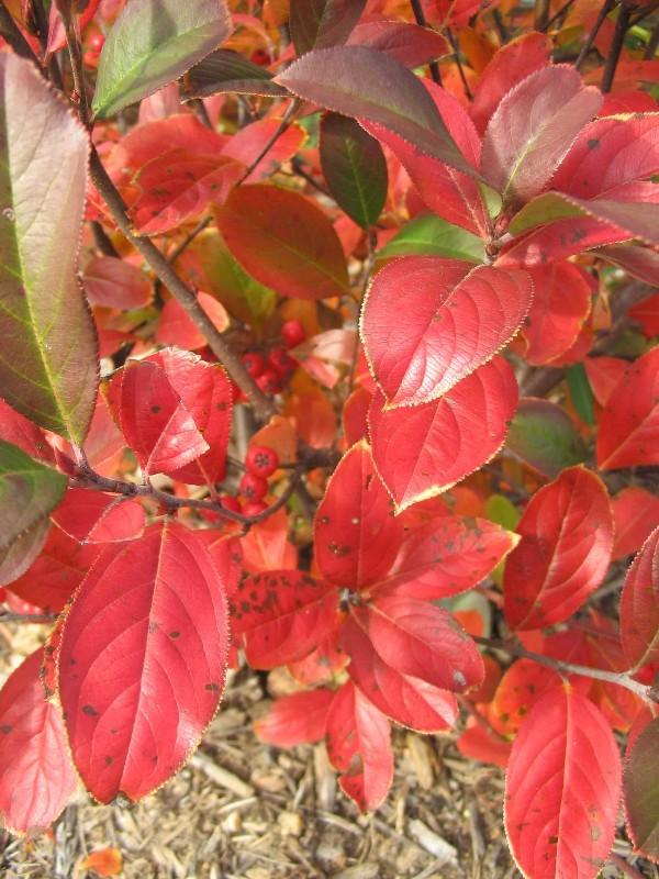 red fall foliage of red chokeberry shrub